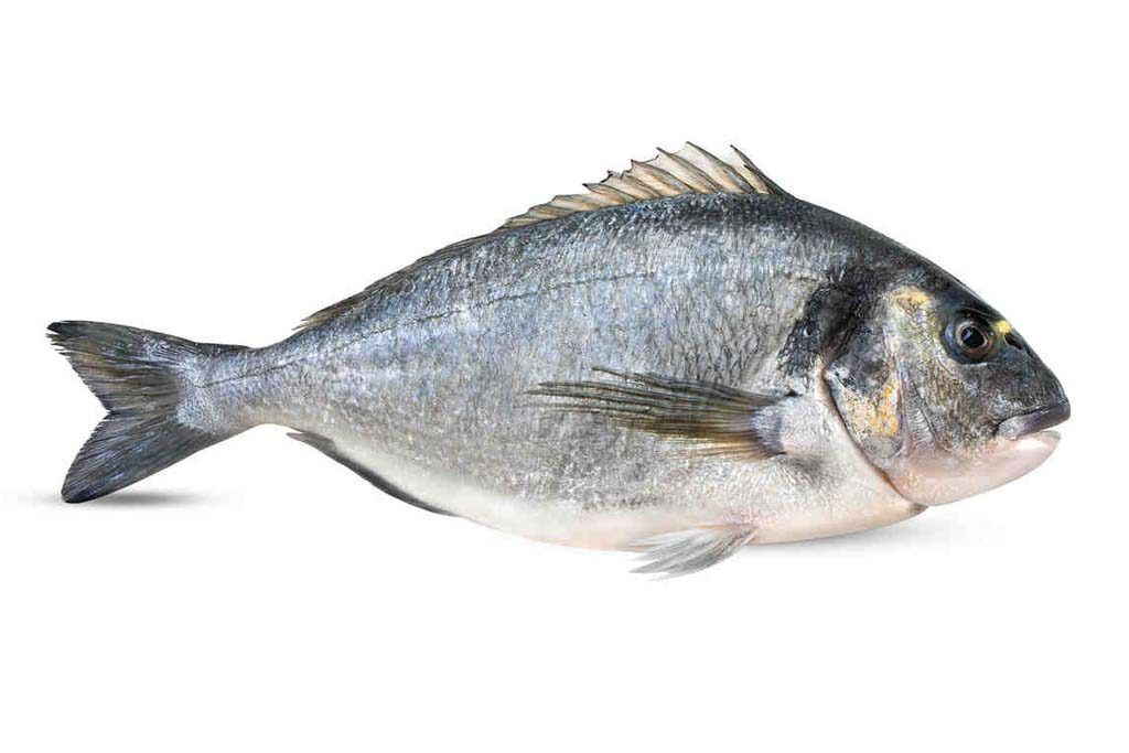 Dorada